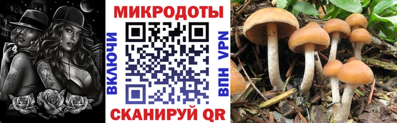 mega ТОР Куйбышев Псилоцибиновые грибы Psilocybe